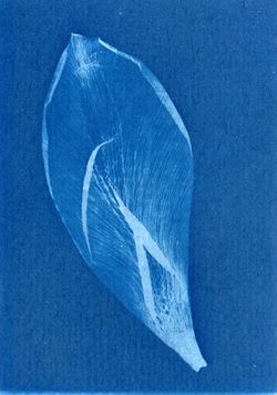 A cover image for the collection Tulips